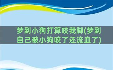 梦到小狗打算咬我脚(梦到自己被小狗咬了还流血了)